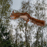 Jumping squirrels